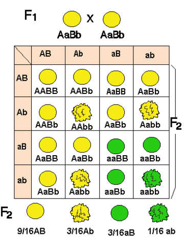 Mendel y la herencia