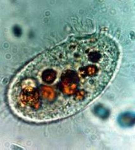 Organismos compuestos por celulas