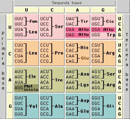 Codigo Genetico