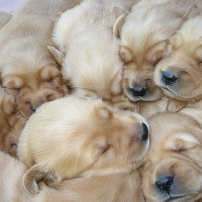 Timeline: My dog's puppies born 2011