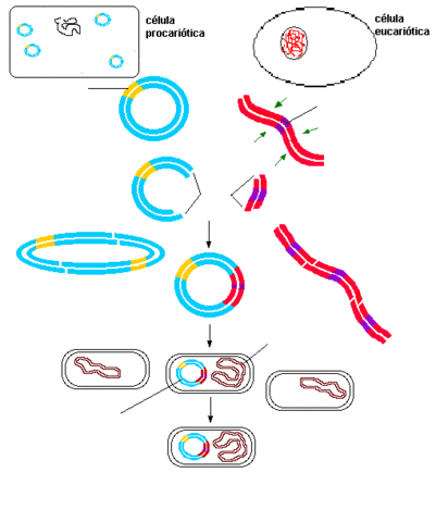 Tecnica de clonacion