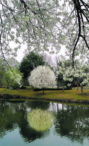 Bradford Callery Pear