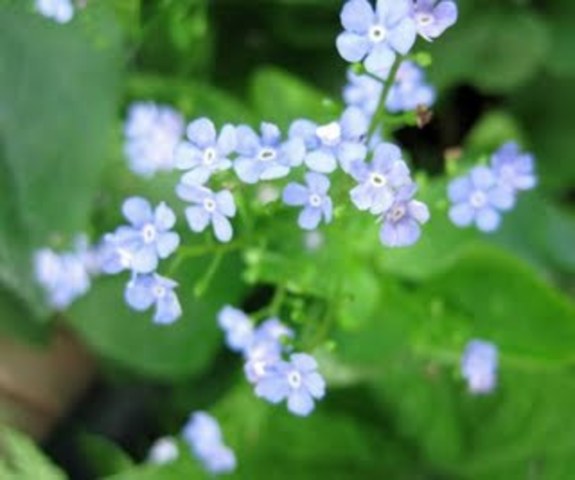 Brunnera