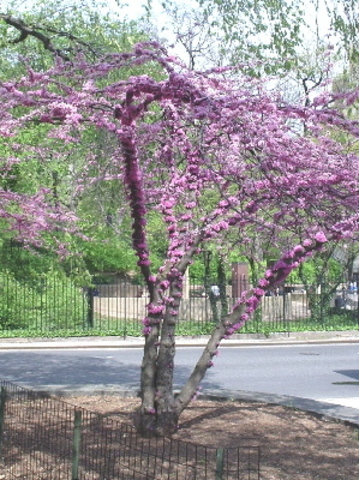 Eastern Redbud