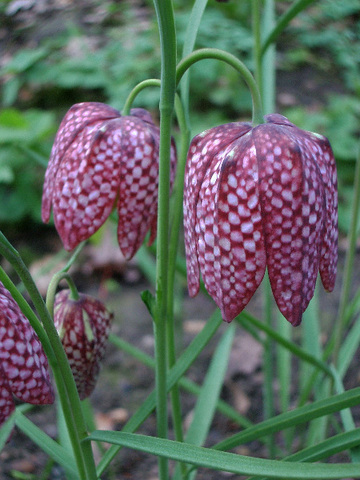 Fritillaria