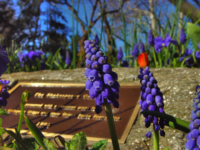 Grape Hyacinth