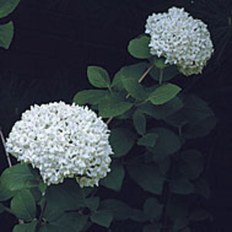Korean Spice Viburnum