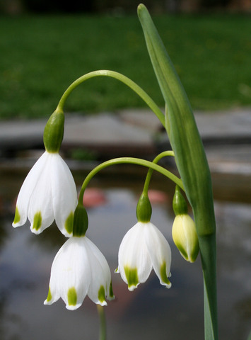Leucojum