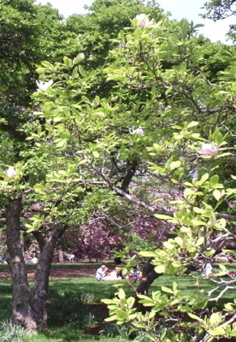 Magnolia