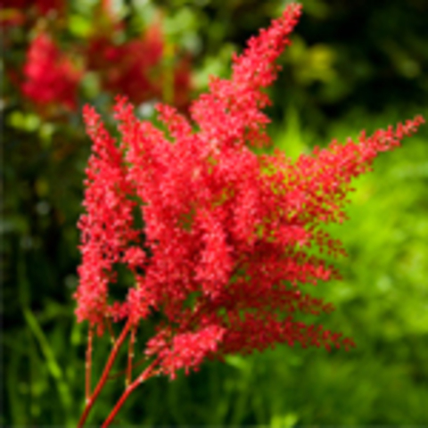 Astilbe
