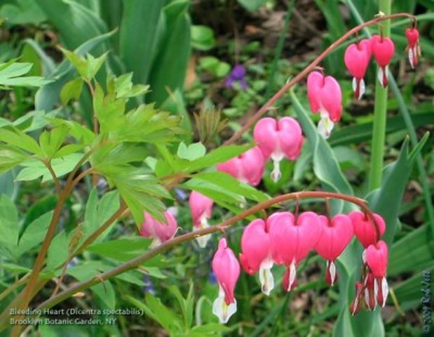 Bleeding Heart