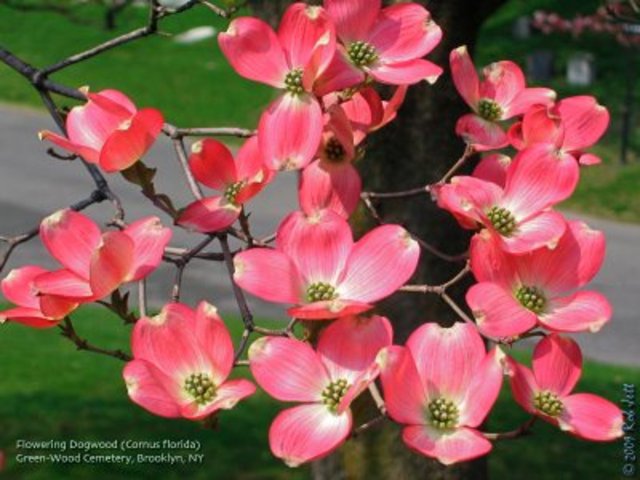 Florida Dogwood