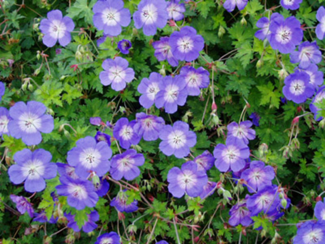 Geranium