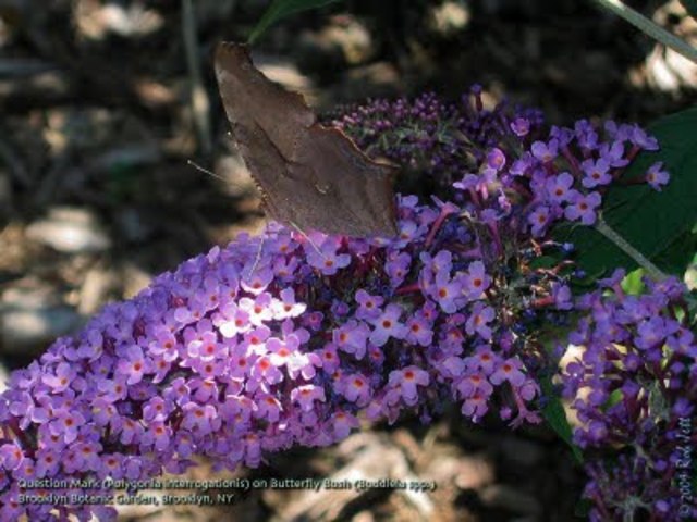 Butterfly Bush
