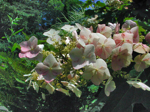 Oakleaf Hydrangea