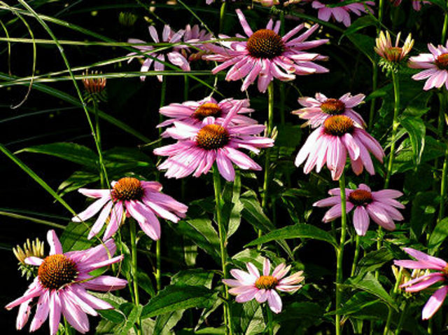 Purple Coneflower
