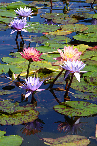 Water lily