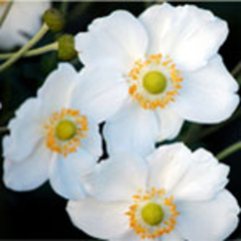 Japanese Anemone
