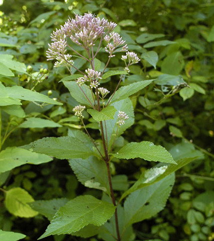 Joe Pye Weed