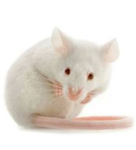 Charlie is Intoduced To Algernon