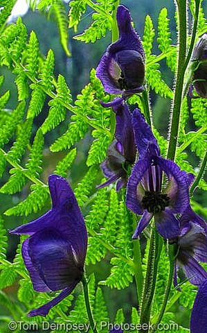 Monkshood
