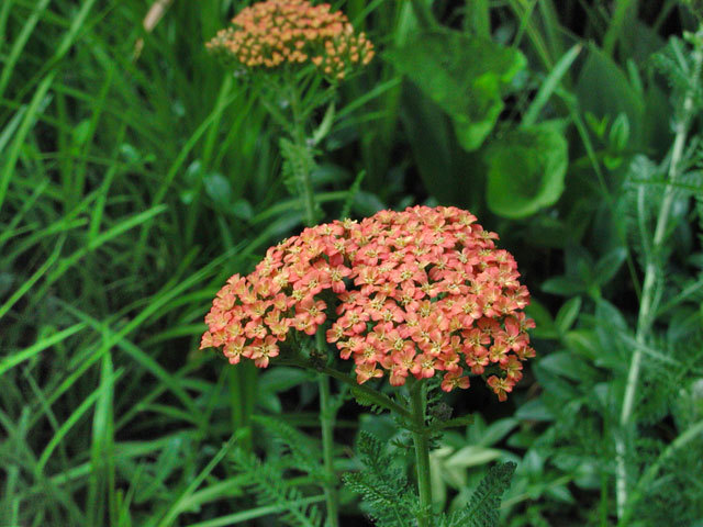 Yarrow