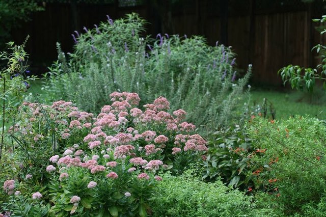 Autumn Joy Sedum