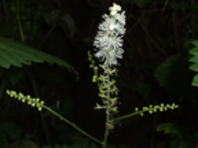 Bugbane