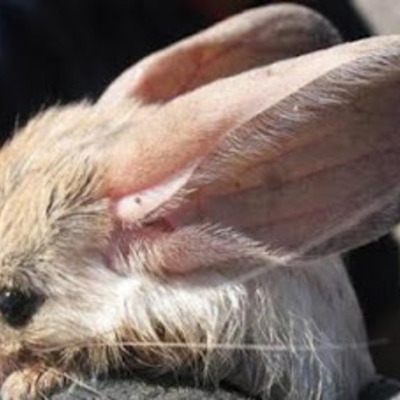 Timeline: World War II