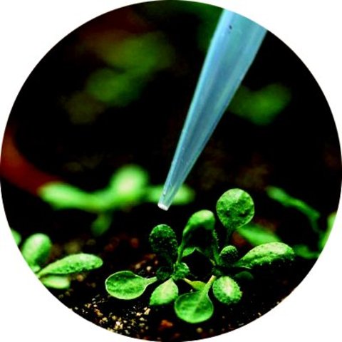 Tecnicas de ingenieria genetica