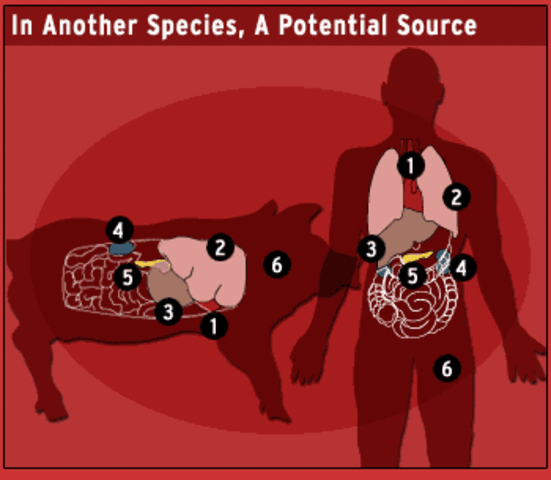 obtencion de  cerdos transgénicos