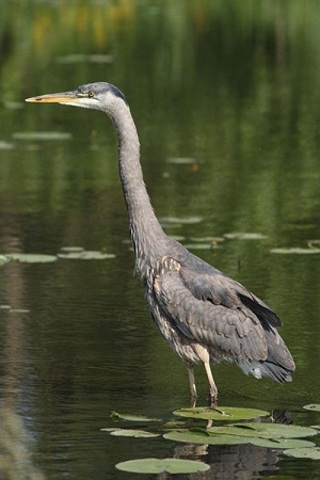 Heron