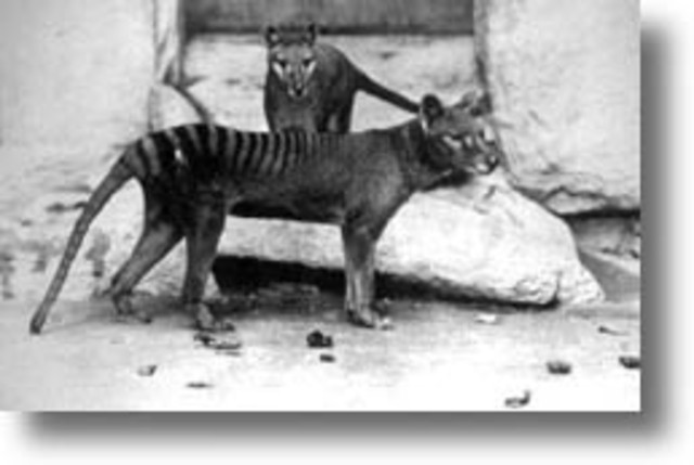 Last Tasmanian Tiger dies in captivity