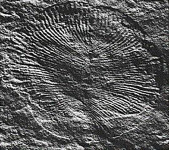 Precambrian Period 3.5bya- 540 million years ago