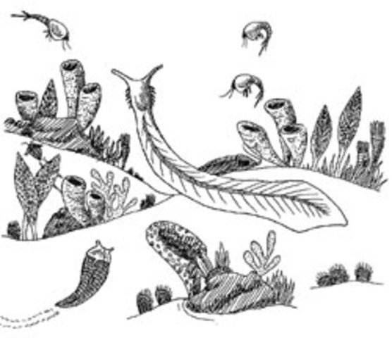 Cambrian Period 540-505 million years ago