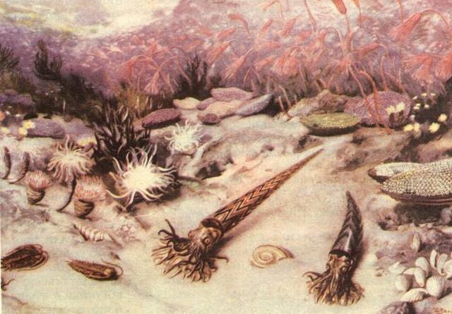 Ordovician Period 505 - 445 Miliion Years Ago