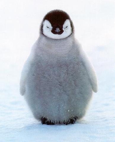 Go to Antartica to see the penguins