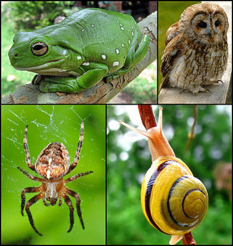 Dichotomous Key Project Assigned