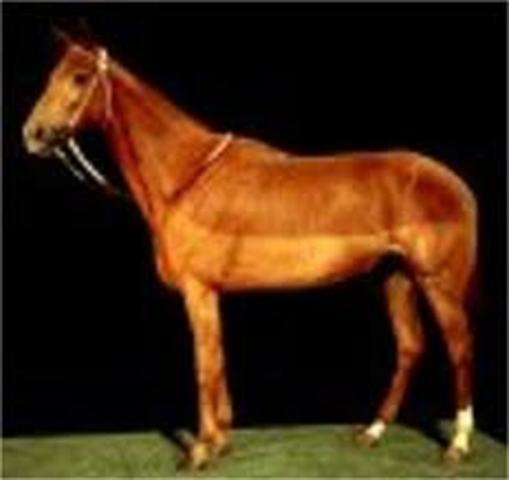 Phar Lap Wins Melbourne Cup