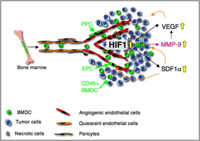 HIF-1 regulated tumorigenesis by recruiting BMDCs
