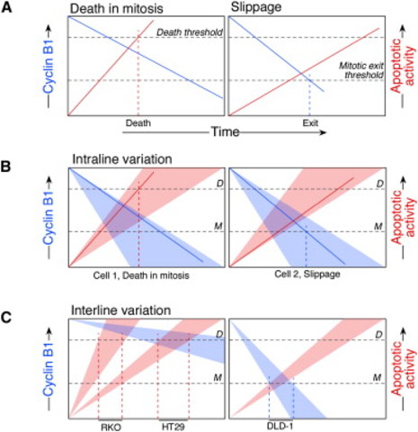 How cancer cells respond to antimitotic drugs