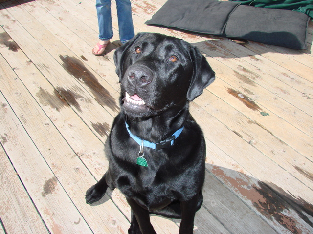 The time we had a stray dog at our house