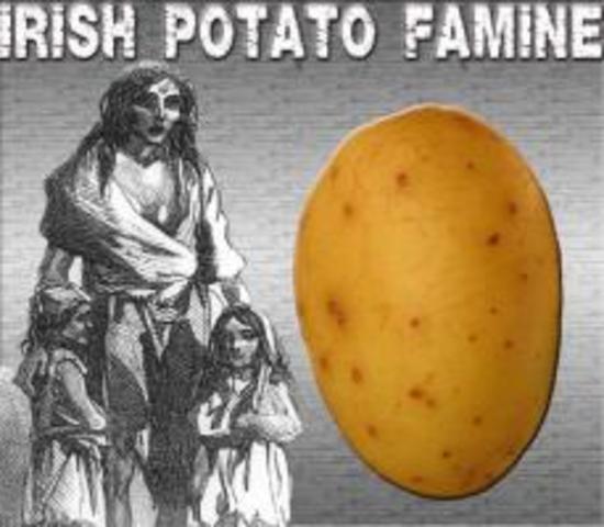 Irish Potato Famine