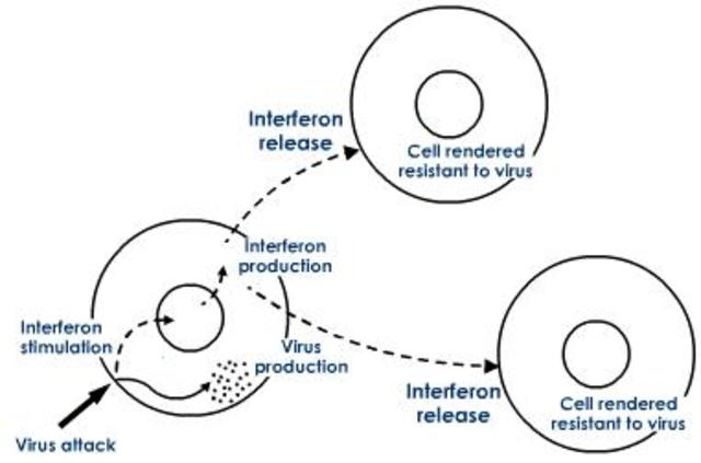 science and technology; interferon