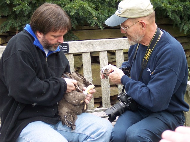 Eaglets banded