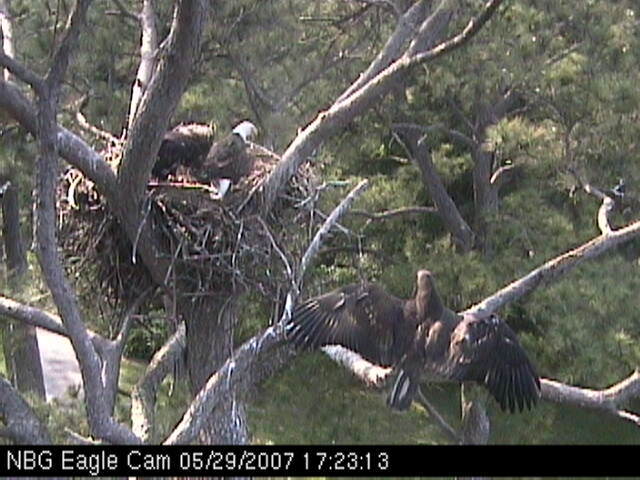 Eaglet fledges