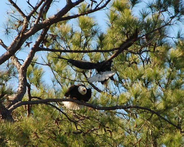 Intruder disrupts incubation