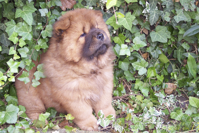 Pascha komplettiert unsere Mannschaft