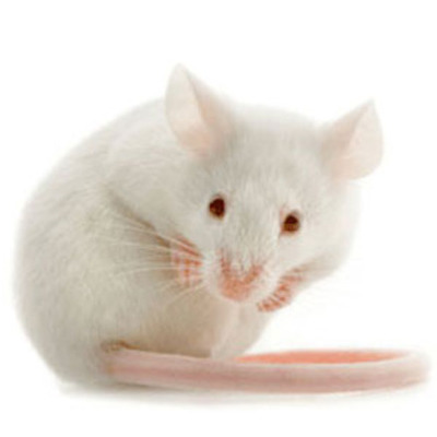 Timeline: Flowers For Algernon