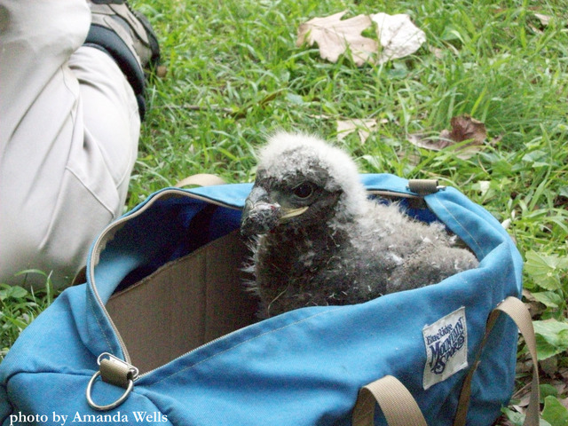 Eaglet removed